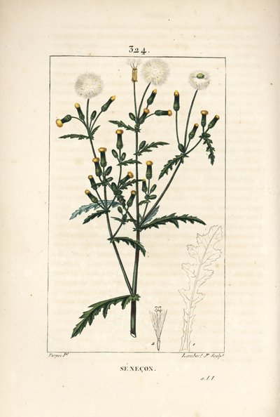 Senecon comum - Groundel comum, Senecio vulgaris, com flor, folha, semente, talo e contorno de folha. Gravura em chapa de cobre colorida à mão por Lambert Junior a partir de um desenho de Pierre Jean-Francois Turpin de Chaumeton, Poiret e Chamberet de "La  de Pierre Jean Francois Turpin