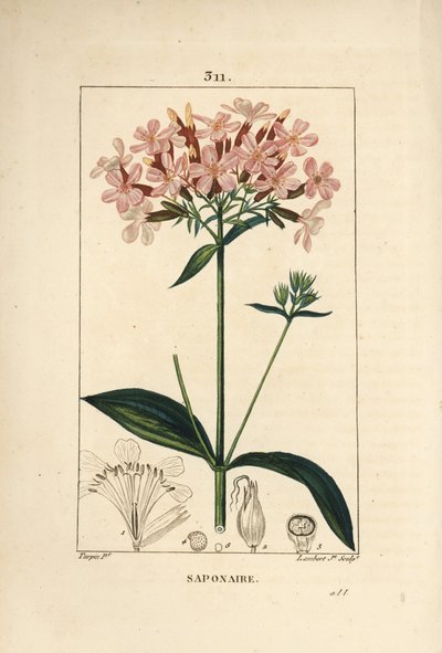 Saboaria comum, Saponaria officinalis, com flor, folha, caule e semente. Gravura em chapa de cobre colorida à mão por Lambert Junior a partir de um desenho de Pierre Jean-Francois Turpin de Chaumeton, Poiret e Chamberet "La Flore Medicale", Paris, Panck de Pierre Jean Francois Turpin