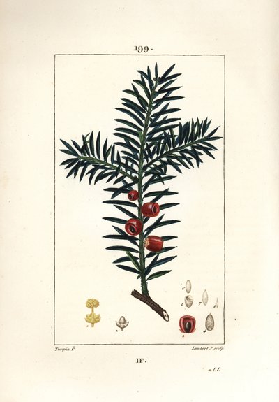 Teixo comum ou teixo uma baga - Teixo árvore, Taxus baccata. Gravura em chapa de cobre colorida à mão por Lambert Junior a partir de um desenho de Pierre Jean-Francois Turpin de Chaumeton, Poiret e Chamberet "La Flore Medicale", Paris, Panckoucke de Pierre Jean Francois Turpin