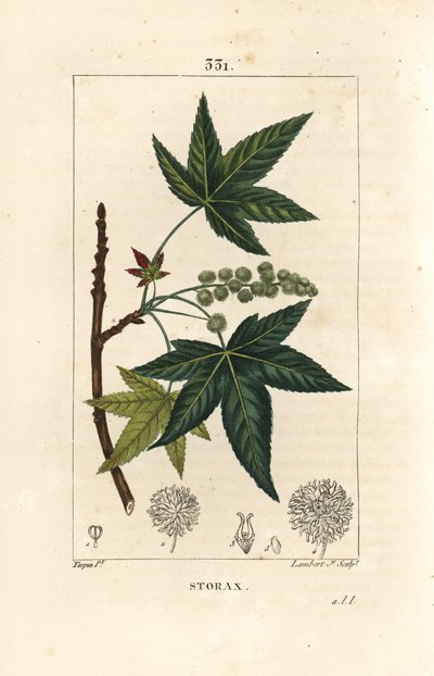 Copalm of America ou Liquidambar - Storax ou âmbar líquido, Liquidambar styraciflua. Gravura em chapa de cobre colorida à mão por Lambert Junior a partir de um desenho de Pierre Jean-Francois Turpin de Chaumeton, Poiret e Chamberet de "La Flore Medicale",  de Pierre Jean Francois Turpin
