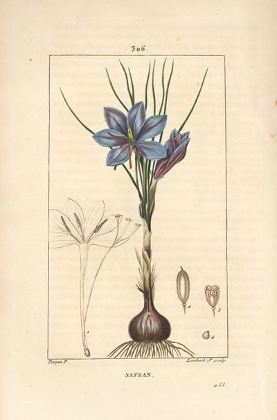Crocus - Crocus crocus açafrão, Crocus sativus, mostrando flor, folha, caule, bulbo e estigma. Gravura em chapa de cobre colorida à mão por Lambert Junior a partir de um desenho de Pierre Jean-Francois Turpin de Chaumeton, Poiret e Chamberet, "La Flore Med de Pierre Jean Francois Turpin