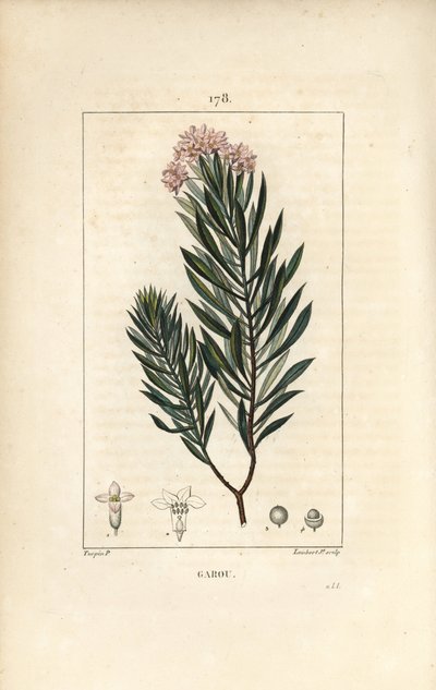 Daphne garou, Thymele ou Saint Bois - Spurge flax, Daphne gnidium. Gravura em chapa de cobre colorida à mão por Lambert Junior a partir de um desenho de Pierre Jean-Francois Turpin de Chaumeton, Poiret e Chamberet "La Flore Medicale", Paris, Panckoucke de Pierre Jean Francois Turpin