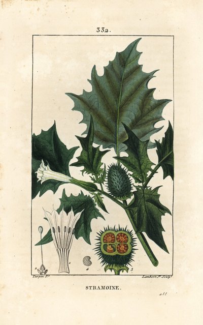 Datura officinal, Stramoine ou maçã espinhosa - Maçã espinhosa, erva loco ou jimson weed, Datura stramonium. Gravura em chapa de cobre colorida à mão por Lambert Junior a partir de um desenho de Pierre Jean-Francois Turpin de Chaumeton, Poiret e Chamberet