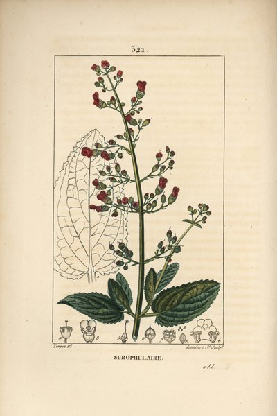 Scrofulary Ear scrofulary - Erva-d