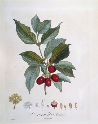 Cornel europeu (Cornus mas), Henry Louis Duhamel du Monceau, placa botânica de Pierre Jean Francois Turpin de Pierre Jean Francois Turpin