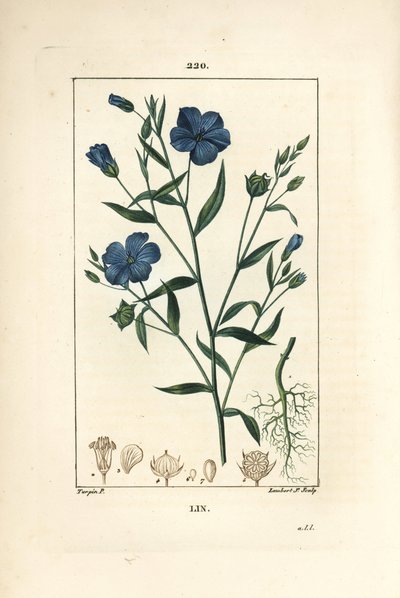 Linho - Linum sativum, Linum sativum. Gravura em chapa de cobre colorida à mão por Lambert Junior a partir de um desenho de Pierre Jean-Francois Turpin de Chaumeton, Poiret e Chamberet "La Flore Medicale", Paris, Panckoucke de Pierre Jean Francois Turpin