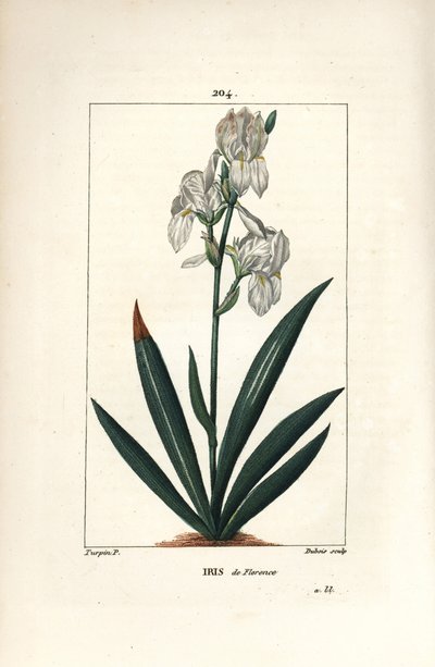 Florentine Iris, Florence Iris - Florentine Iris, Iris florentina, flor e folha. Gravura em chapa de cobre colorida à mão por Dubois a partir de um desenho de Pierre Jean-Francois Turpin de Chaumeton, Poiret e Chamberet de "La Flore Medicale", Paris, Pan de Pierre Jean Francois Turpin