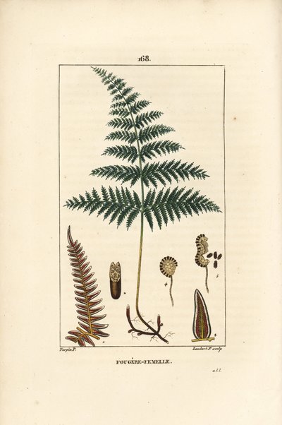 Fougere Aigle ou Grande Fougere - samambaia ou fetos femininos, Pteridium aquilinum. Gravura em chapa de cobre colorida à mão por Lambert Junior a partir de um desenho de Pierre Jean-Francois Turpin de Chaumeton, "La Flore Medicale" de Poiret et Chamberet, de Pierre Jean Francois Turpin