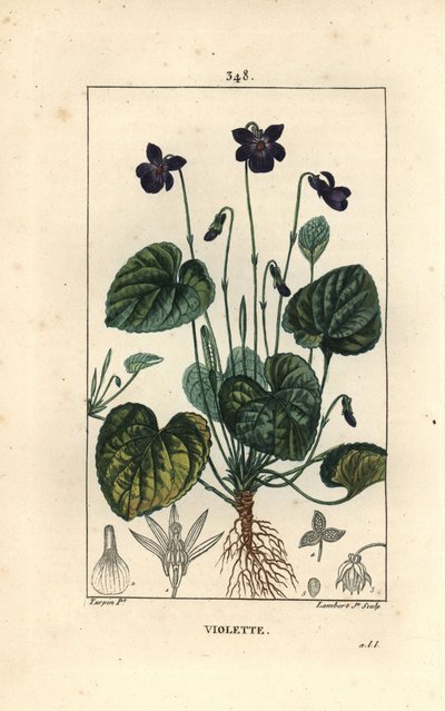 Violeta perfumada - Violeta doce, Viola odorata, com flor, folha, caule e raízes. Gravura em chapa de cobre colorida à mão por Lambert Junior a partir de um desenho de Pierre Jean-Francois Turpin de Chaumeton, Poiret e Chamberet, "La Flore Medicale", Pari de Pierre Jean Francois Turpin