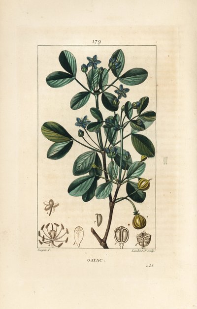 Gaiacum ou madeira sagrada, madeira da vida - Guaiacum, Guajacum officinale. Gravura de chapa de cobre colorida à mão por Lambert Junior a partir de um desenho de Pierre Jean-Francois Turpin de Chaumeton, Poiret e Chamberet "La Flore Medicale", Paris, Panc de Pierre Jean Francois Turpin