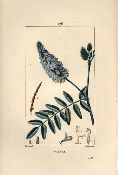 Galega - Arruda de cabra, Galega officinalis, com flor, folha e semente. Gravura em chapa de cobre colorida à mão por Dubois a partir de um desenho de Pierre Jean-Francois Turpin de Chaumeton, Poiret e Chamberet "La Flore Medicale", Paris, Panckoucke de Pierre Jean Francois Turpin