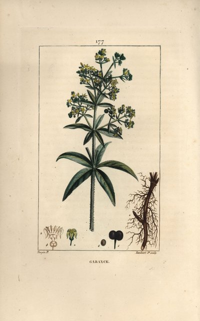 Garance des dyers - Madder, Rubia tinctorum, com raiz, flor, folha e semente. Gravura em chapa de cobre colorida à mão por Lambert Junior a partir de um desenho de Pierre Jean-Francois Turpin de Chaumeton, Poiret e Chamberet de "La Flore Medicale", Paris, de Pierre Jean Francois Turpin