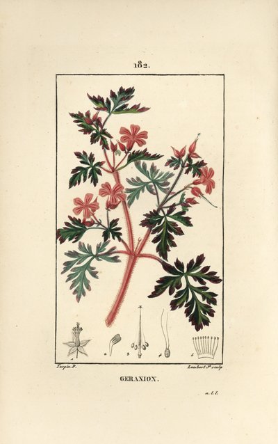 Geranium grass a Robert - Hert Robert, Geranium robertianum. Gravura de chapa de cobre colorida à mão por Lambert Junior a partir de um desenho de Pierre Jean-Francois Turpin de Chaumeton, Poiret e Chamberet "La Flore Medicale", Paris, Panckoucke de Pierre Jean Francois Turpin