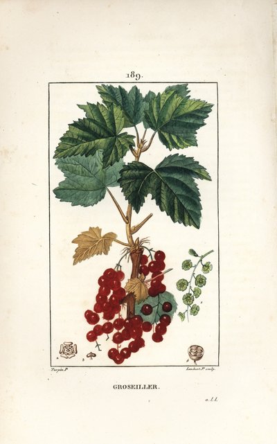 Gooseillier a cachos - Groselha vermelha, Ribes rubrum, com folha, talo, fruto e flor. Gravura em chapa de cobre colorida à mão por Lambert Junior a partir de um desenho de Pierre Jean-Francois Turpin de Chaumeton, Poiret e Chamberet, "La Flore Medicale,". de Pierre Jean Francois Turpin