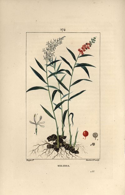 Grande galanga ou Galanga - Galanga maior ou tailandesa, Alpinia galanga, mostrando flores, bagas, folhas e raiz de rizoma. Gravura em chapa de cobre colorida à mão por Lambert Junior a partir de um desenho de Pierre Jean-Francois Turpin de Chaumeton, Poir de Pierre Jean Francois Turpin