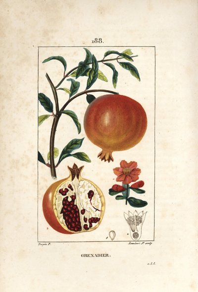 Granadeiro - romãzeira, Punica granatum, com folha, flor, fruto e secção através de frutos com sementes. Gravura em chapa de cobre colorida à mão por Lambert Junior a partir de um desenho de Pierre Jean-Francois Turpin de Chaumeton, Poiret e Chamberet. de Pierre Jean Francois Turpin