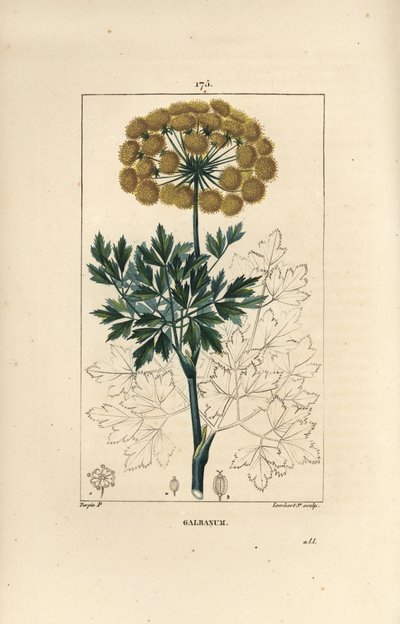 Gommy ferule ou galbano - Galbano, Ferula gummosa, mostrando flores, folhas e sementes. Gravura em chapa de cobre colorida à mão por Lambert Junior a partir de um desenho de Pierre Jean-Francois Turpin de Chaumeton, "La Flore Medicale," de Poiret et Chambe de Pierre Jean Francois Turpin