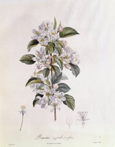 Espinheiro (Crataegus azarolus) flor Henry Louis Duhamel du Monceau, placa botânica de Pierre Jean Francois Turpin de Pierre Jean Francois Turpin