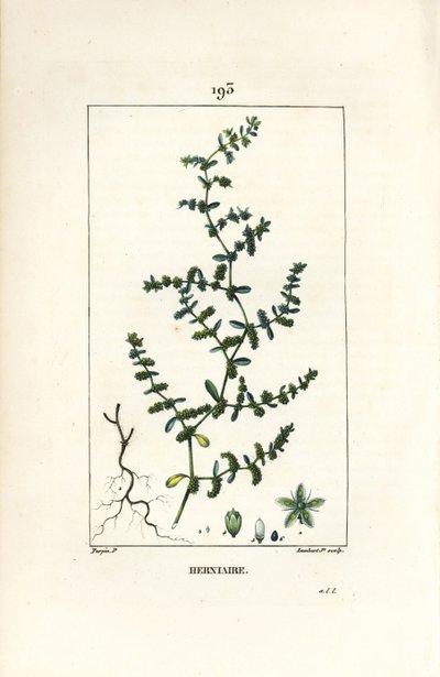 Herniário glabro ou turquesa - Ruptura de mosto, Herniaria glabra. Gravura em chapa de cobre colorida à mão por Lambert Junior a partir de um desenho de Pierre Jean-Francois Turpin de Chaumeton, Poiret e Chamberet "La Flore Medicale", Paris, Panckoucke de Pierre Jean Francois Turpin