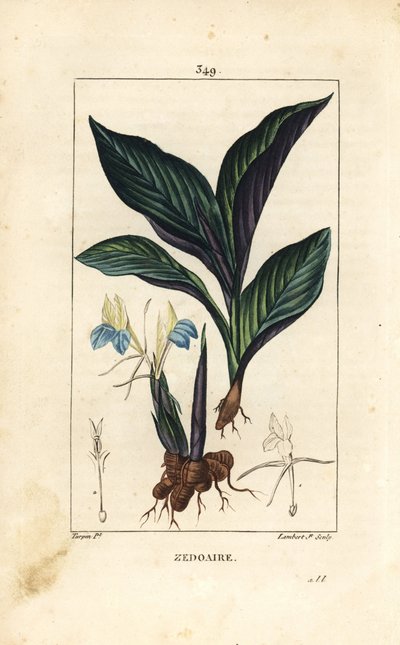 Crocus do Himalaia - Zedoary, Koempferia rotunda, com flor, folha, caule e rizoma de raiz. Gravura em chapa de cobre colorida à mão por Lambert Junior a partir de um desenho de Pierre Jean-Francois Turpin de Chaumeton, Poiret e Chamberet, "La Flore Medical de Pierre Jean Francois Turpin