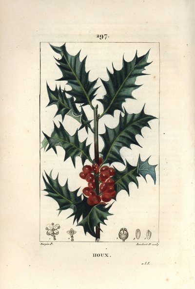 Azevinho - Azevinho, Ilex aqualifolium, com folhas espinhosas e bagas vermelhas. Gravura em chapa de cobre colorida à mão por Lambert Junior a partir de um desenho de Pierre Jean-Francois Turpin de Chaumeton, Poiret e Chamberet "La Flore Medicale", Paris,  de Pierre Jean Francois Turpin