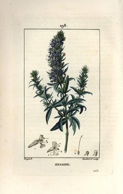 Hyssop officinale ou hysssop - Hyssop, Hyssopus officinalis. Gravura em chapa de cobre colorida à mão por Lambert Junior a partir de um desenho de Pierre Jean-Francois Turpin de Chaumeton, Poiret e Chamberet "La Flore Medicale", Paris, Panckoucke de Pierre Jean Francois Turpin