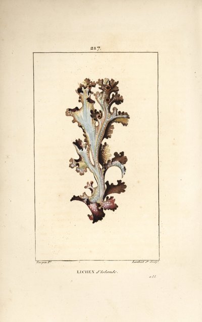 Líquen da Islândia ou musgo da Islândia - Líquen da Islândia, Lichen islandicus islandicus. Gravura em chapa de cobre colorida à mão por Lambert Junior a partir de um desenho de Pierre Jean-Francois Turpin de Chaumeton, Poiret e Chamberet "La Flore Medical de Pierre Jean Francois Turpin