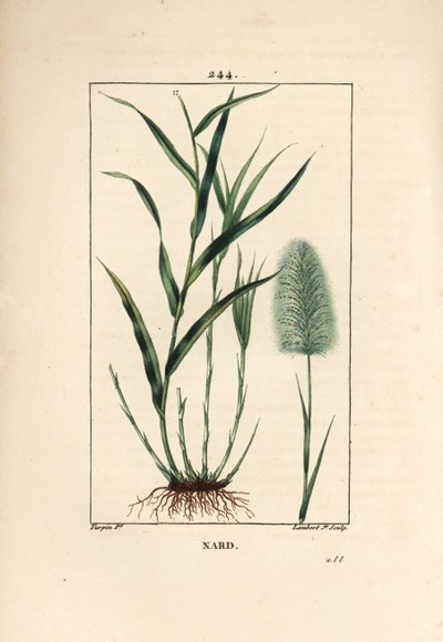 nardo indiano, indica, spicanard - Spikenard, Andropogon nardus, com folha, raiz e flor. Gravura em chapa de cobre colorida à mão por Lambert Junior a partir de um desenho de Pierre Jean-Francois Turpin de Chaumeton, Poiret e Chamberet, "La Flore Medi de Pierre Jean Francois Turpin