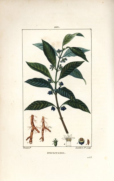 Ipeca ou Ipecacuana - Ipecacuanha, Psychotria emetica, com folha, flor e raiz. Gravura em chapa de cobre colorida à mão por Lambert Junior a partir de um desenho de Pierre Jean-Francois Turpin de Chaumeton, Poiret e Chamberet, "La Flore Medicale," Par de Pierre Jean Francois Turpin