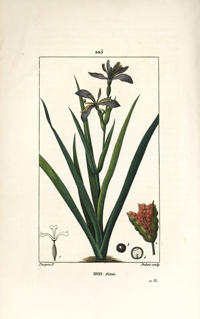 Iris fetide ou perna de íris, íris fedorenta - Iris fedorenta, Iris foetida, com flor, folha e vagem de semente. Gravura em chapa de cobre colorida à mão por Dubois a partir de um desenho de Pierre Jean-Francois Turpin de Chaumeton, Poiret e Chamberet de " de Pierre Jean Francois Turpin