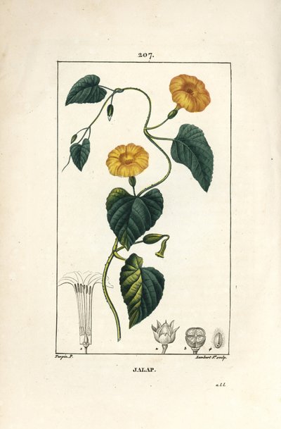 Jalap, Convolvulus jalappa. Gravura em chapa de cobre colorida à mão por Lambert Junior a partir de um desenho de Pierre Jean-Francois Turpin de Chaumeton, Poiret e Chamberet "La Flore Medicale", Paris, Panckoucke de Pierre Jean Francois Turpin