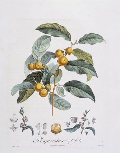 Persimmon japonês ou caqui (Diospyros caqui), Henry Louis Duhamel du Monceau, placa botânica de Pierre Jean Francois Turpin de Pierre Jean Francois Turpin