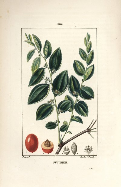 Mãe tintura Jujubier - árvore Jujubeira, Rhamnus zizyphus, com flor, folha e fruto em secção. Gravura em chapa de cobre colorida à mão por Lambert Junior a partir de um desenho de Pierre Jean-Francois Turpin de Chaumeton, Poiret e Chamberet de "La Flore". de Pierre Jean Francois Turpin