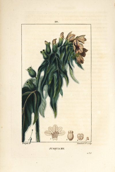 Jusquiame - henbane venenoso, Hyoscyamus vulgaris, flor, folha e semente. Gravura de chapa de cobre colorida à mão por Lambert Junior a partir de um desenho de Pierre Jean-Francois Turpin de Chaumeton, Poiret e Chamberet "La Flore Medicale", Paris, Panckou de Pierre Jean Francois Turpin