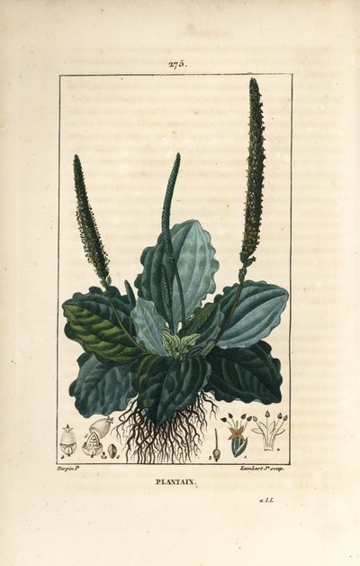 Plátano grande - Plátano, Plátano grande, com folha, flor e raízes. Gravura em chapa de cobre colorida à mão por Lambert Junior a partir de um desenho de Pierre Jean-Francois Turpin de Chaumeton, Poiret e Chamberet "La Flore Medicale", Paris, Panckou de Pierre Jean Francois Turpin