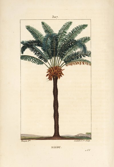 Ramo grande ou grandes cycas - Rainha sago, Cycas circinalis, mostrando folha, semente e tronco. Palmeira ameaçada de extinção. Gravura de chapa de cobre colorida à mão por Lambert Junior a partir de um desenho de Pierre Jean-Francois Turpin de Chaumeton,  de Pierre Jean Francois Turpin