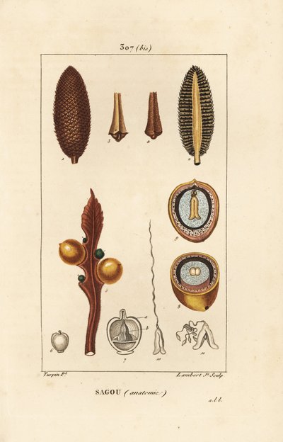 Sementes de grandes ramos ou grandes cycas - Queen sago, Cycas circinalis, mostrando semente e secção. Ameaçadas de extinção. Gravura em chapa de cobre colorida à mão por Lambert Junior a partir de um desenho de Pierre Jean-Francois Turpin de Chaumeton, Po de Pierre Jean Francois Turpin