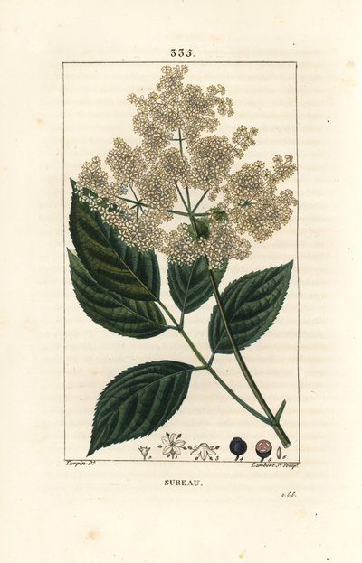 Sabugueiro grande ou sabugueiro preto - Sabugueiro comum, Sambucus nigra. Gravura em chapa de cobre colorida à mão por Lambert Junior a partir de um desenho de Pierre Jean-Francois Turpin de Chaumeton, Poiret e Chamberet "La Flore Medicale", Paris, Panck de Pierre Jean Francois Turpin
