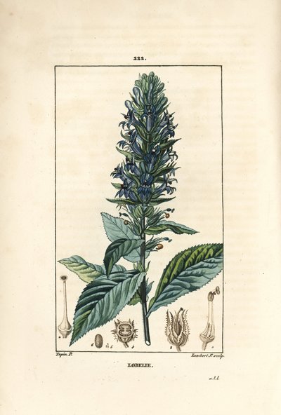 Lobelia grande ou lobelia sifilítica - Flor cardeal azul, Lobelia sifilítica. Gravura em chapa de cobre colorida à mão por Lambert Junior a partir de um desenho de Pierre Jean-Francois Turpin de Chaumeton, Poiret e Chamberet, "La Flore Medicale", Par de Pierre Jean Francois Turpin