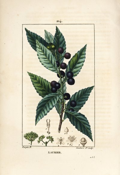 Laurissilva, Laurus nobilis, com folha, bagas e sementes. Gravura de chapa de cobre colorida à mão por Lambert Junior a partir de um desenho de Pierre Jean-Francois Turpin de Chaumeton, Poiret e Chamberet "La Flore Medicale", Paris, Panckoucke de Pierre Jean Francois Turpin