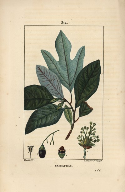 Laurier des Iroquois - Sassafrás branco, Sassafrás albidum, com flor, folha, fruto e semente. Gravura em chapa de cobre colorida à mão por Lambert Junior a partir de um desenho de Pierre Jean-Francois Turpin de Chaumeton, Poiret e Chamberet, "La Flore de Pierre Jean Francois Turpin