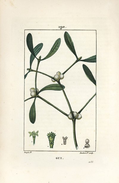 Folha de visco - Mistletoe, Vissperm album. Gravura em chapa de cobre colorida à mão por Lambert Junior a partir de um desenho de Pierre Jean-Francois Turpin de Chaumeton, Poiret e Chamberet "La Flore Medicale", Paris, Panckoucke de Pierre Jean Francois Turpin