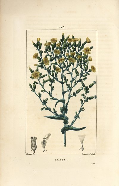 Alface - Alface, Lactuca sativa. Gravura em chapa de cobre colorida à mão por Lambert Junior a partir de um desenho de Pierre Jean-Francois Turpin de Chaumeton, Poiret e Chamberet "La Flore Medicale", Paris, Panckoucke de Pierre Jean Francois Turpin