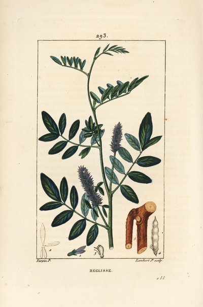 Alcaçuz ou alcaçuz, Glycyrrhiza glabra, com flor, folha, casca, ramo lenhoso e semente. Gravura em chapa de cobre colorida à mão por Lambert Junior a partir de um desenho de Pierre Jean-Francois Turpin de Chaumeton, Poiret e Chamberet de "La Flore Medical de Pierre Jean Francois Turpin