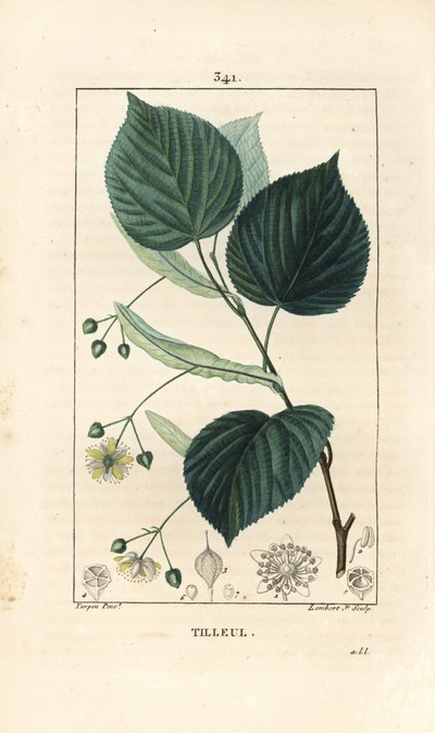 Árvore tília ou tília, Tilia europea, com folha, ramo, flor e semente. Gravura de chapa de cobre colorida à mão por Lambert Junior a partir de um desenho de Pierre Jean-Francois Turpin de Chaumeton, Poiret e Chamberet "La Flore Medicale", Paris, Pa de Pierre Jean Francois Turpin