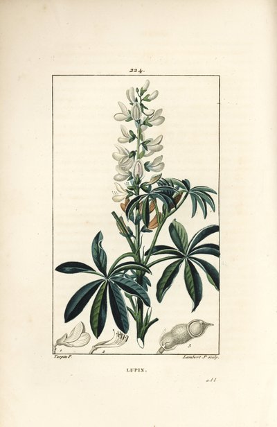 Lupin - Tremoço branco, Lupinus sativus. Gravura em chapa de cobre colorida à mão por Lambert Junior a partir de um desenho de Pierre Jean-Francois Turpin de Chaumeton, Poiret e Chamberet "La Flore Medicale", Paris, Panckoucke de Pierre Jean Francois Turpin