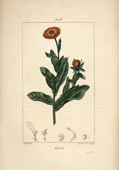Calêndula, Calendula officinalis, com flor, folha e talo. Gravura em chapa de cobre colorida à mão por Lambert Junior a partir de um desenho de Pierre Jean-Francois Turpin de Chaumeton, Poiret e Chamberet "La Flore Medicale", Paris, Panckoucke de Pierre Jean Francois Turpin