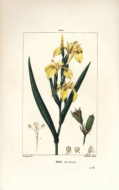 Íris do pântano ou Íris amarela de água - Íris amarela, Íris palustris lutea, flor, folha e vagem de semente. Gravura em chapa de cobre colorida à mão por Lambert Junior a partir de um desenho de Pierre Jean-Francois Turpin de Chaumeton, Poiret e Chamberet de Pierre Jean Francois Turpin
