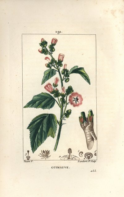 Marshmallow, Wild Marshmallow ou White Mallow - Marshmallow, Althaea officinalis. Gravura em chapa de cobre colorida à mão por Lambert Junior a partir de um desenho de Pierre Jean-Francois Turpin de Chaumeton, Poiret e Chamberet, "La Flore Medicale," Par de Pierre Jean Francois Turpin