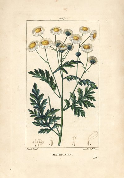 Matricary - Feverfew, Matricaria vulgaris. Gravura em chapa de cobre colorida à mão por Lambert Junior a partir de um desenho de Pierre Jean-Francois Turpin de Chaumeton, Poiret e Chamberet "La Flore Medicale", Paris, Panckoucke de Pierre Jean Francois Turpin